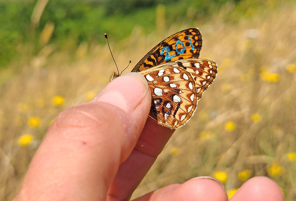 A hand holds a butterfly that has a number printed on its wings.