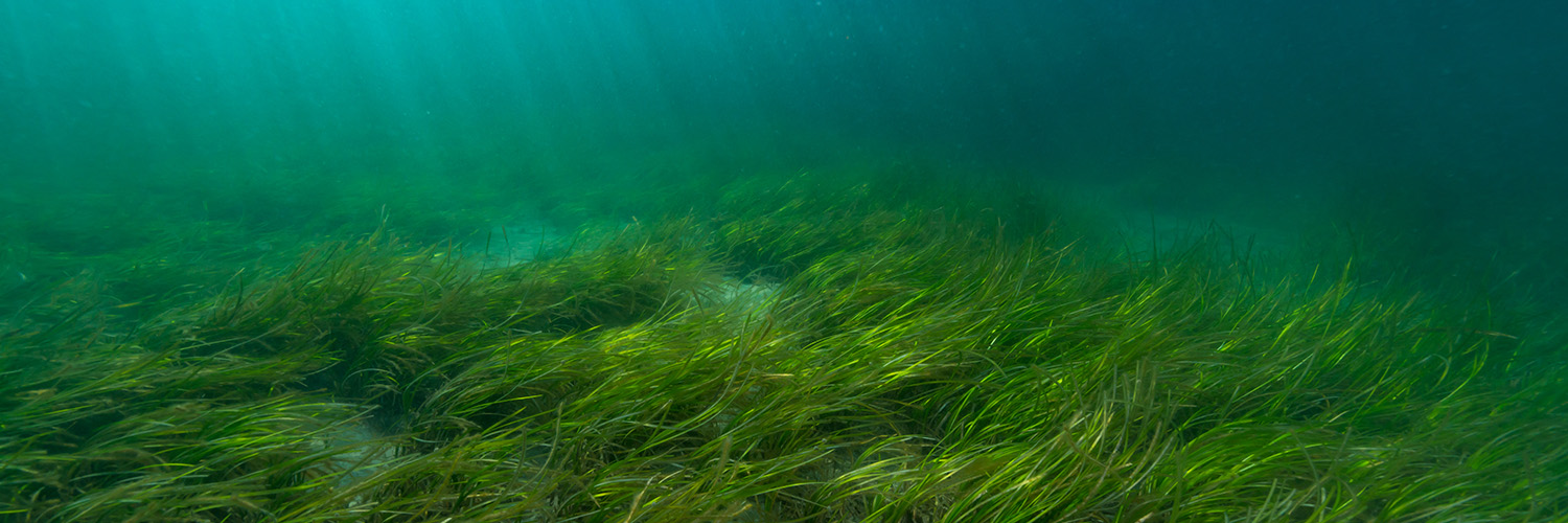 Underwater view of an eelgrass bed