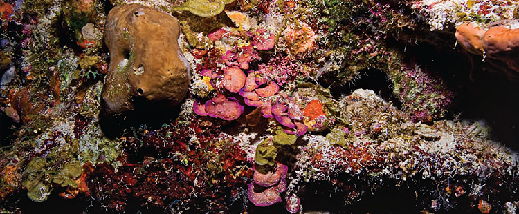 Colorful mesophotic coral on the ocean floor.