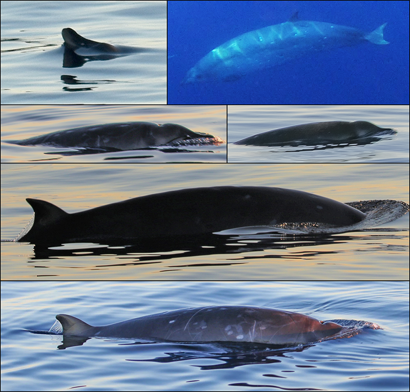 A collection of images of whales emerging out of the water off the coast of Oregon.