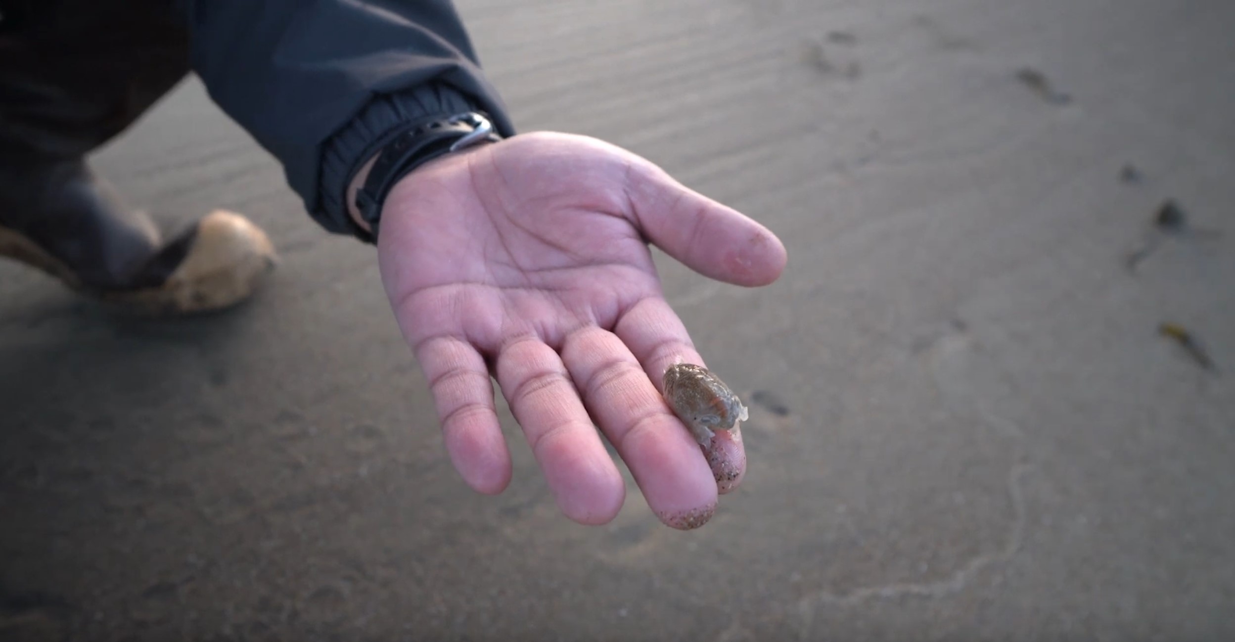 A tiny obaque mole crab about the size of a penny is held in a person's hand at the beach. 