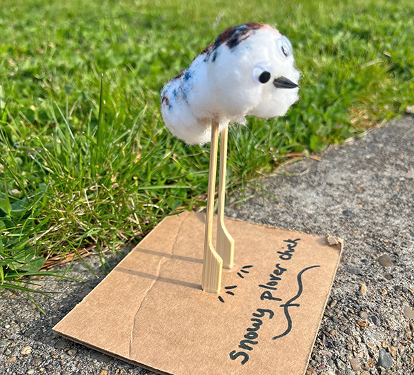 A bird craft made of cotton balls, googly eyes, and sticks for legs is attached to a piece of cardboard taht reads, "Snowy plover chick."