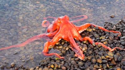 Pacific octopus at a tide pool after being released by a Hatfield Visitor Center aquarist