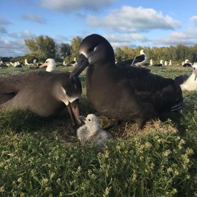 Black-footed albatross pair with chick