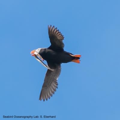 Tufted puffin flying with a lamprey