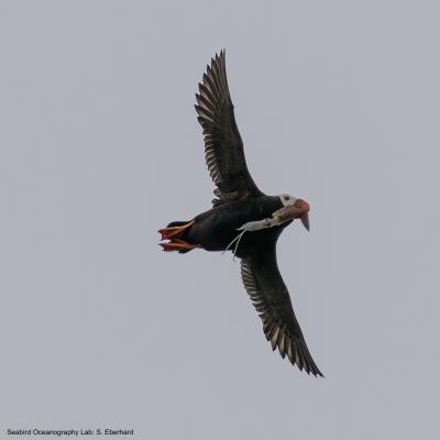 Tufted puffin flying with a squid