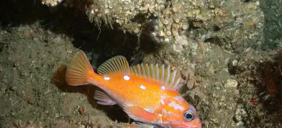 A yellow rock fish swiming along a rocky, underwater area.