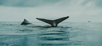 The tale of a whale peaks out of the water. 