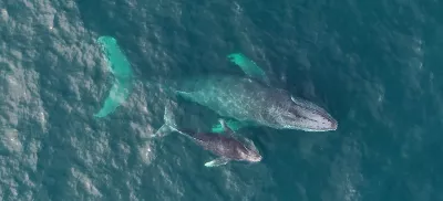 A mother whale and calf seen from above, swiming in blue water.