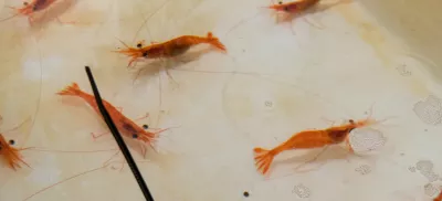A tank with live shrimp.