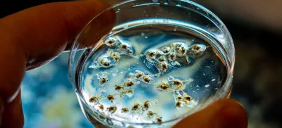 A close-up view of a petri dish with small dots in a medium.