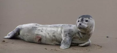 Newborn Harbor Seal Pup Laying On Beach
