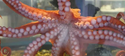 Giant pacific octopus presses against the glass on a tank. Its underside and tenticles are on display.