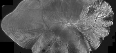 Microscopic view of rockfish otolith