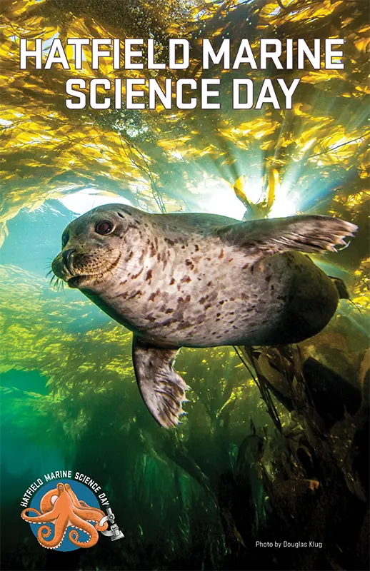 A harbor seal swims through a kelp forest