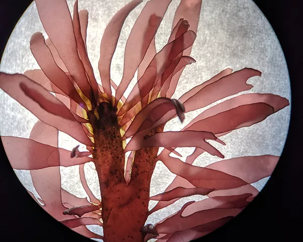 View of dulse, a type of red seaweed, under a microscope