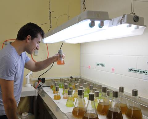Aquaculture resercher examines algal flask cultures in a lab.