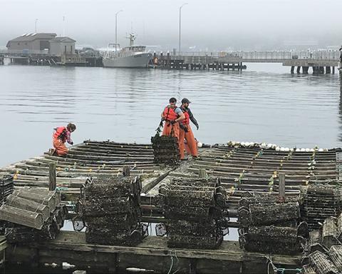 Researchers work on the MBP broodstock raft hauling oyster stock in metal mesh containers.
