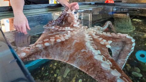A Giant Pacific octopus in a tank at Hatfield Visitor Center reaches out to touch the hands of an aquarists.