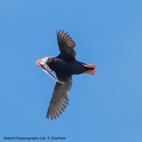 Tufted puffin flying with a lamprey
