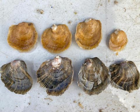 Two rows of Suminoe oysters showing the light colored inside and darker stripped outside.