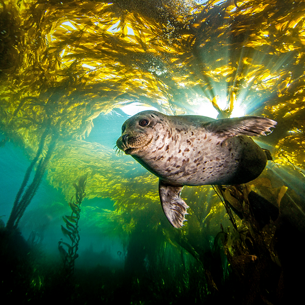 A seal swimming in a thick kelp forest.