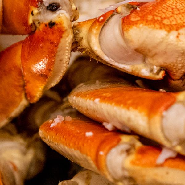 A close up view of a pile of Dungess crabs at market.