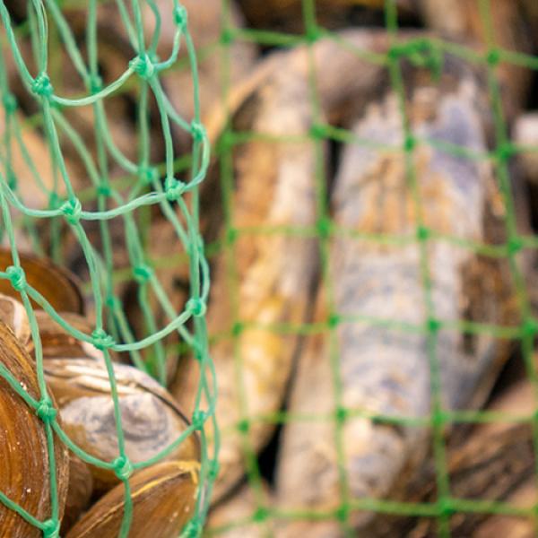 A net filled with razor clams
