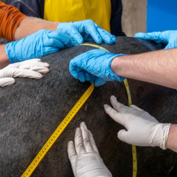 A close up view of gloved hands measuring a seal during a medical an examination.