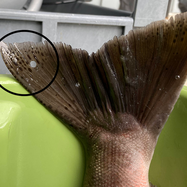 The tail of a fish with a small whole punched out of it. 