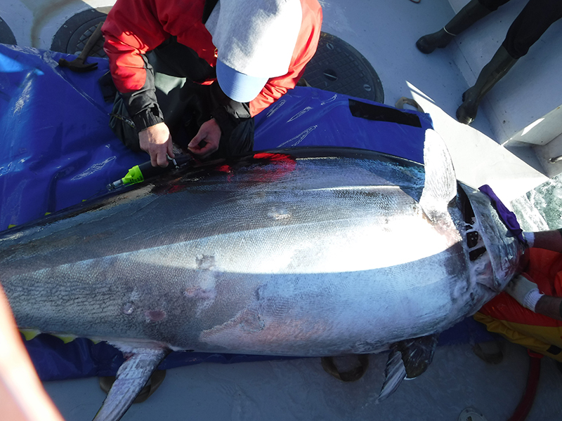 Researchers in a boat attach electronic tags to a giant bluefin tuna.